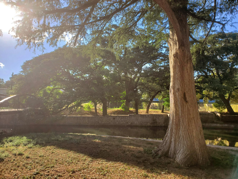 Grandfather trees of Yanaguana property